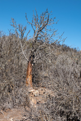 Vasconcellea chilensis