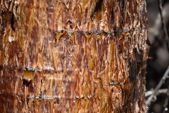 Vasconcellea chilensis