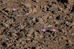 Convolvulus chilensis