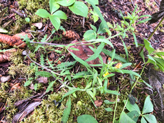 Pedicularis labradorica