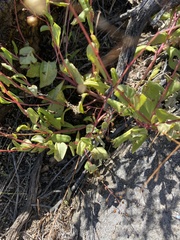Talinum paniculatum