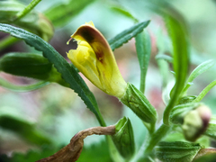 Pedicularis labradorica