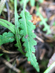 Pedicularis labradorica