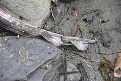 Beringraja binoculata