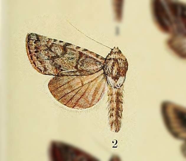 Anarta insolita