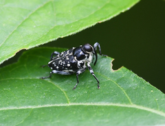 Zygopini