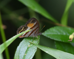 Cissia pseudoconfusa
