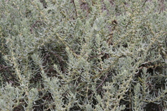 Suaeda taxifolia