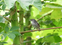 Cantorchilus zeledoni