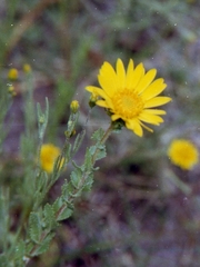 Grindelia inuloides