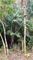 Bactris major