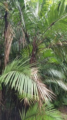 Bactris major