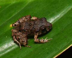Craugastor polyptychus