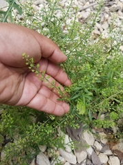 Lepidium austrinum