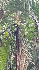 Bactris major