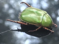 Anomala albopilosa