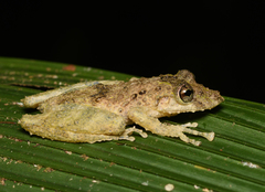 Scinax boulengeri