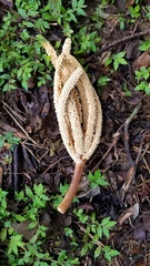 Bactris major