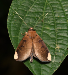 Ceromacra fuliginea