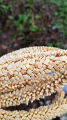 Bactris major