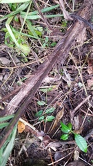 Bactris major