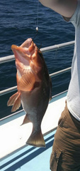 Epinephelus morio