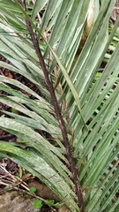 Bactris major