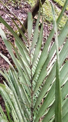 Bactris major