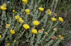 Grindelia inuloides