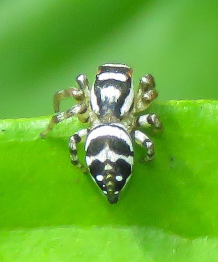 Nycerella aprica