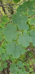 Acer opalus obtusatum