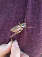 Pholidoptera pustulipes