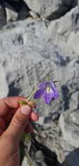 Campanula austroadriatica