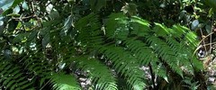 Alsophila spinulosa