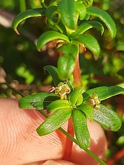 Carpacoce