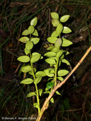 Vaccinium floribundum