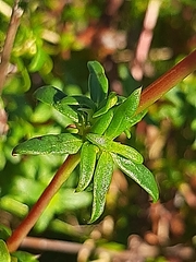 Carpacoce