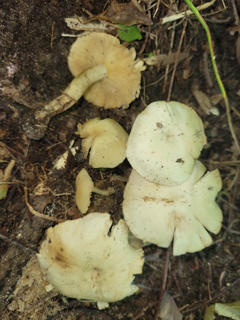 Funnels from Jamestown Township, IN, USA on October 19, 2021 at 0323 PM by John Plischke. https