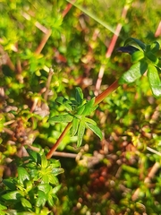 Carpacoce