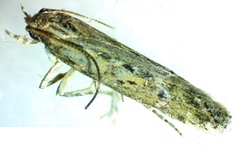 Gelechiidae