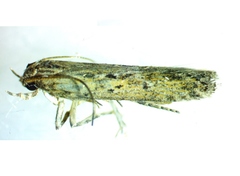 Gelechiidae