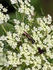 Ectemnius stirpicola
