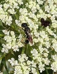 Ectemnius stirpicola