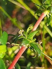 Carpacoce