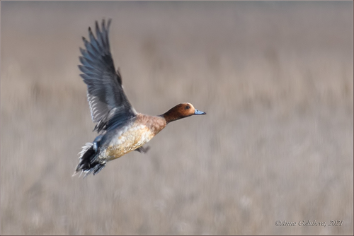 Canard siffleur