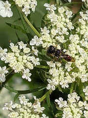Ectemnius stirpicola