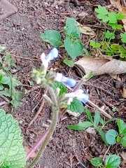 Salvia procurrens
