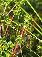 Carpacoce