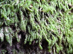 Pterigynandrum filiforme