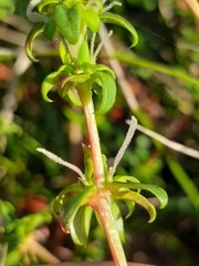 Carpacoce